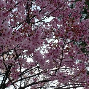 Meet your Posher, Jasim